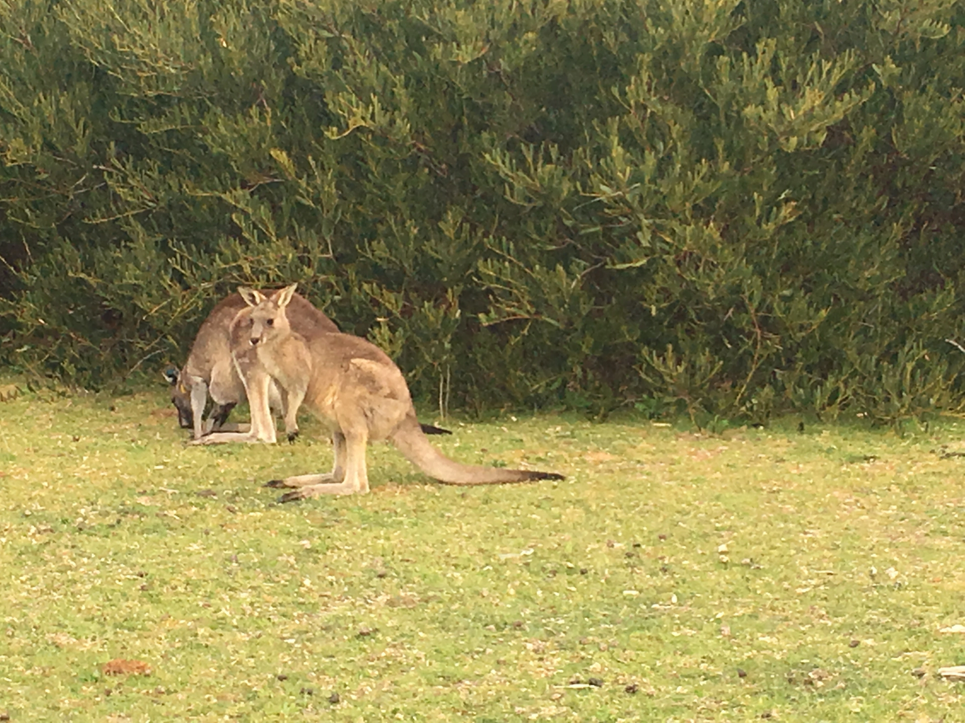 Kangaroos airstrip.jpg