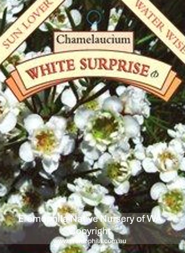 Chamelaucium - White Surprise.png