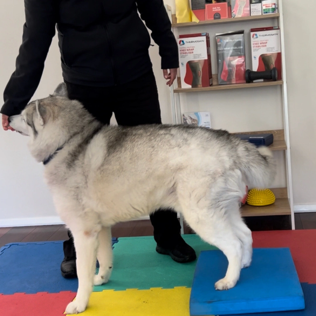 kiba back up cushion bexley.png