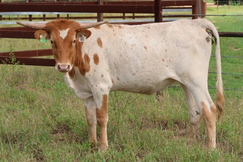 D 7 SPUR WHISPER W3.jpg