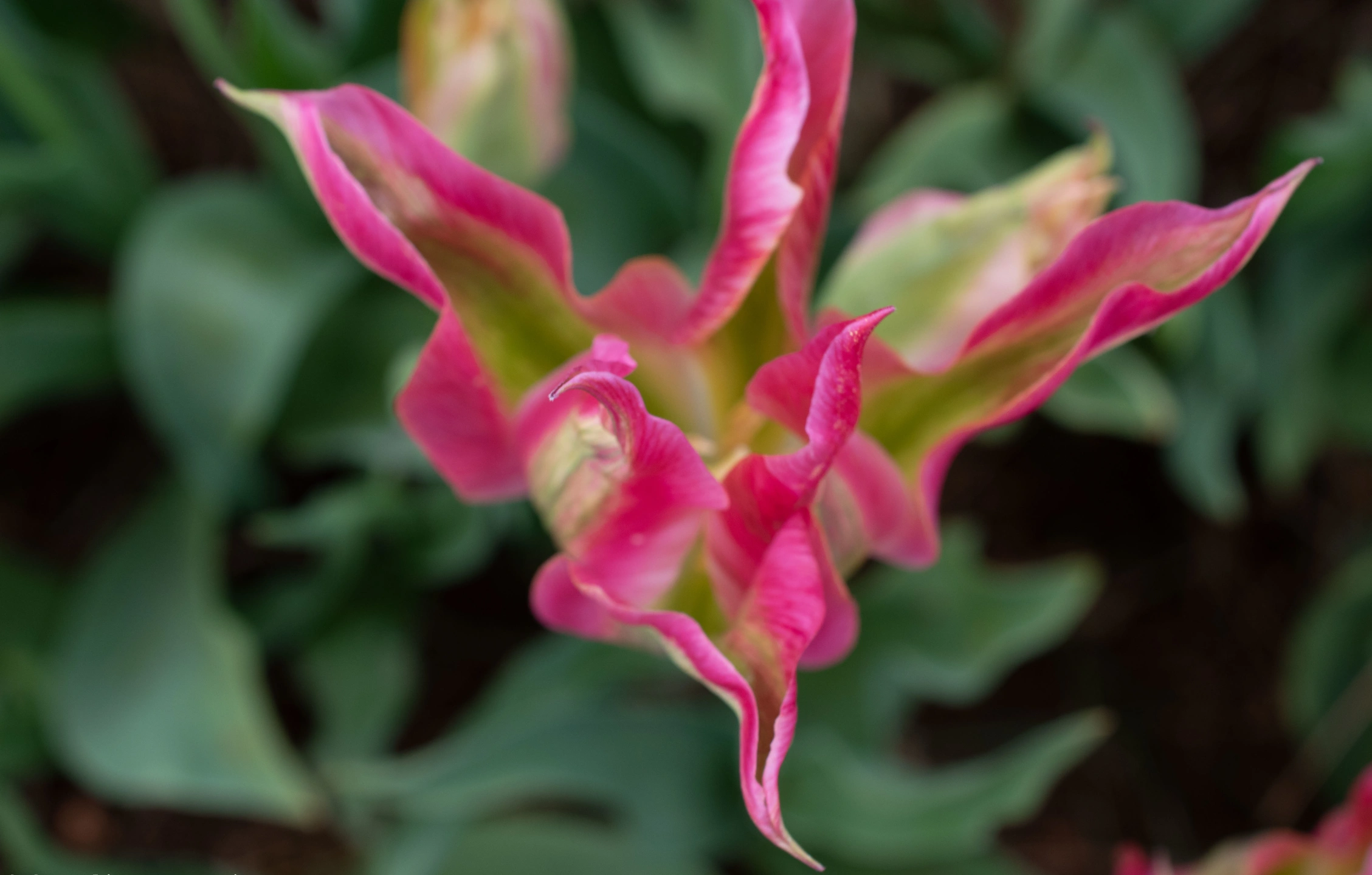 Tulips-6.webp