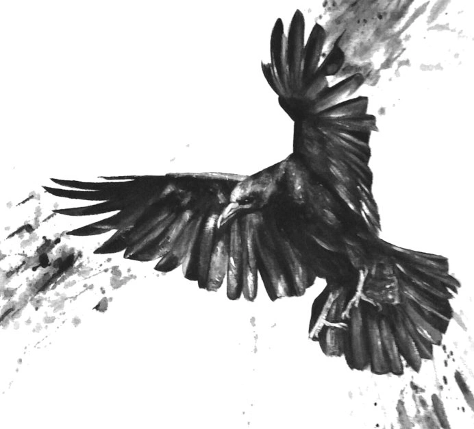 crow sh.jpg