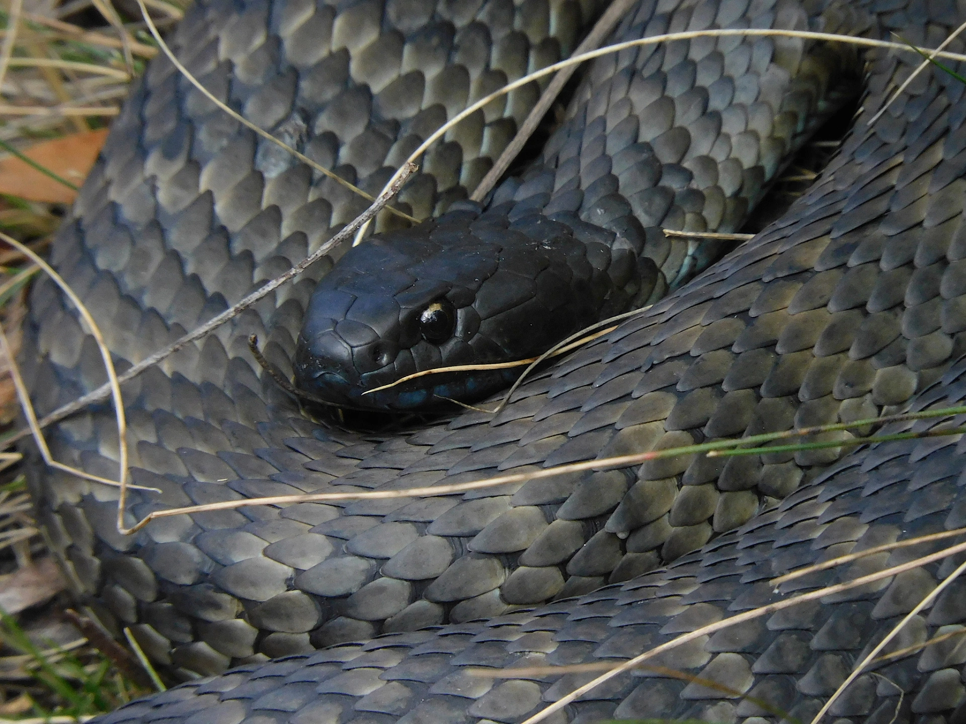 Tiger snake.jpeg