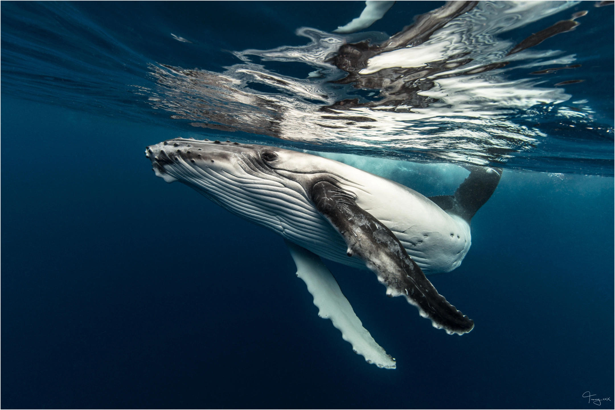 2019 Winner Tracey Olive.jpg