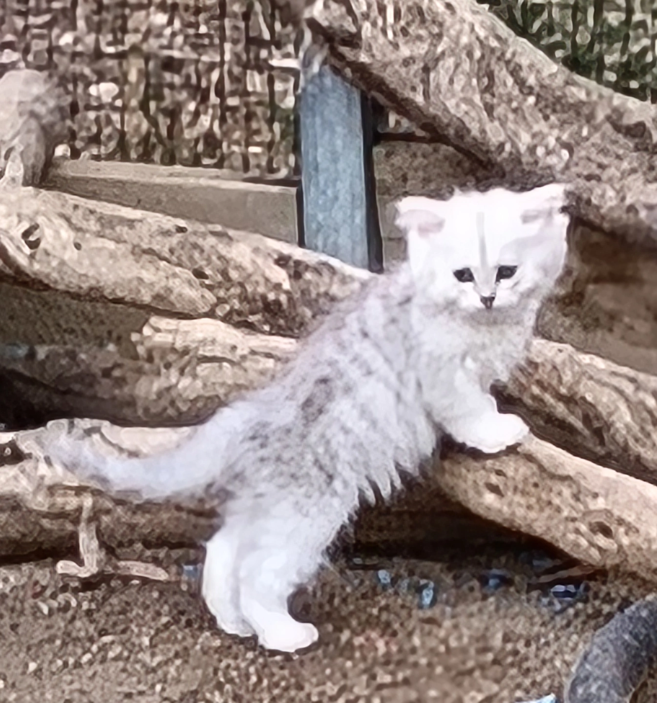 IMG20250203185241~2 1.jpg