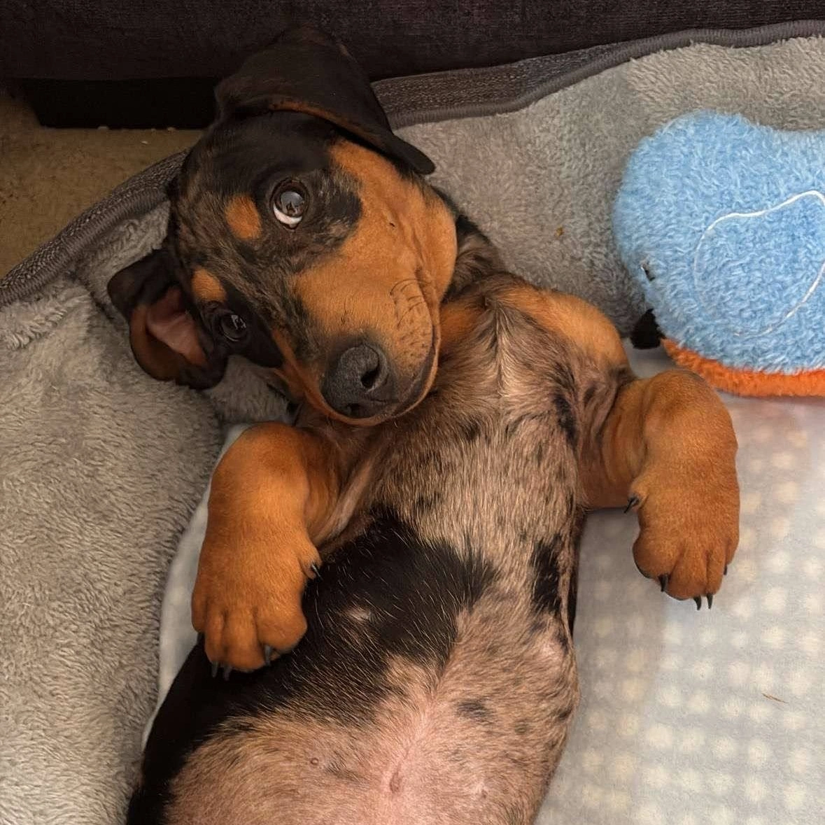 Hi, I'm Womble!