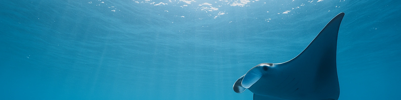 MantaRay_LinkedIn_Overlay_1584x396.png