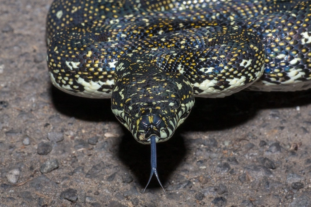 Diamond python.jpg