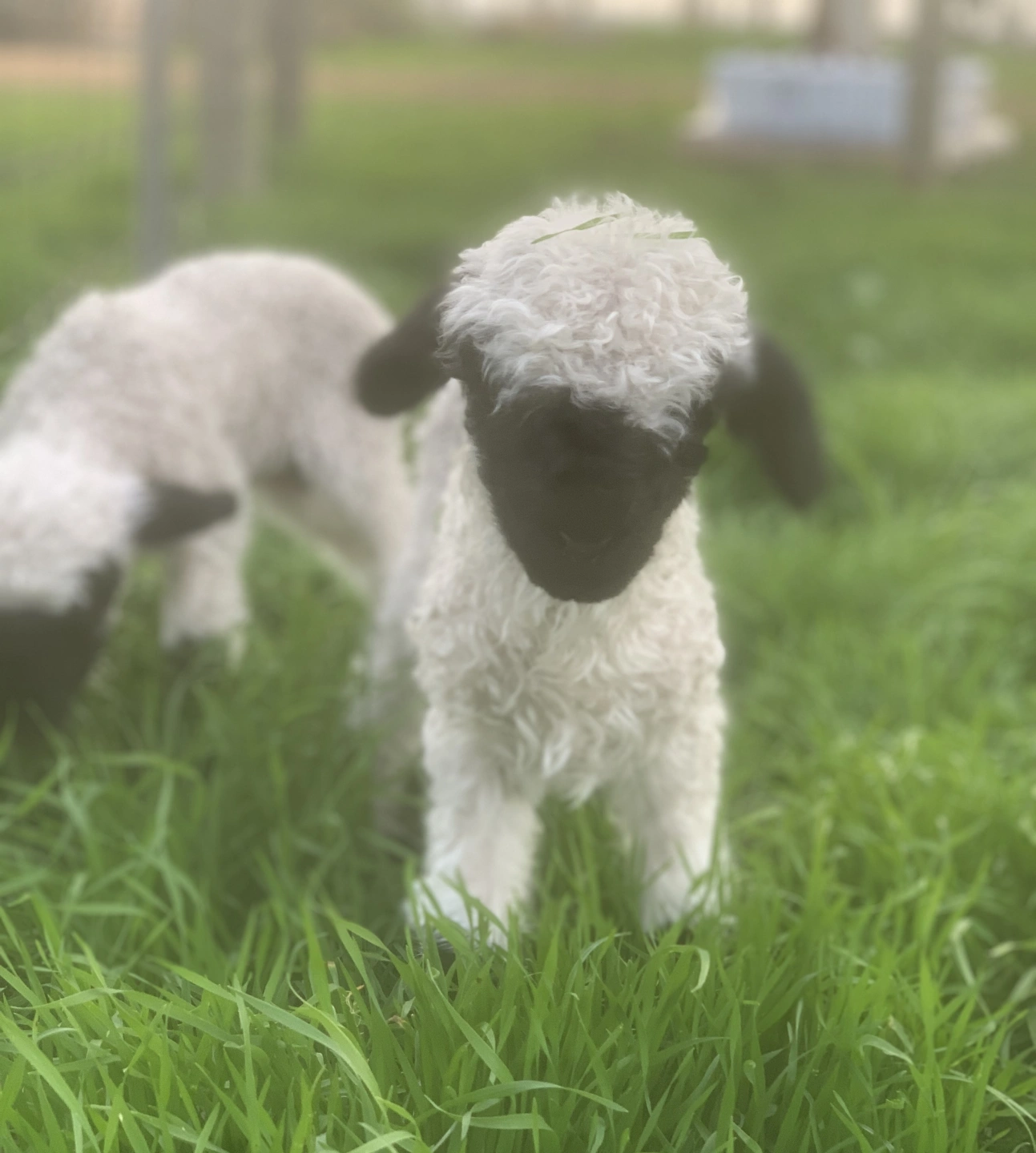 IMG_E5949 - Copy.JPG