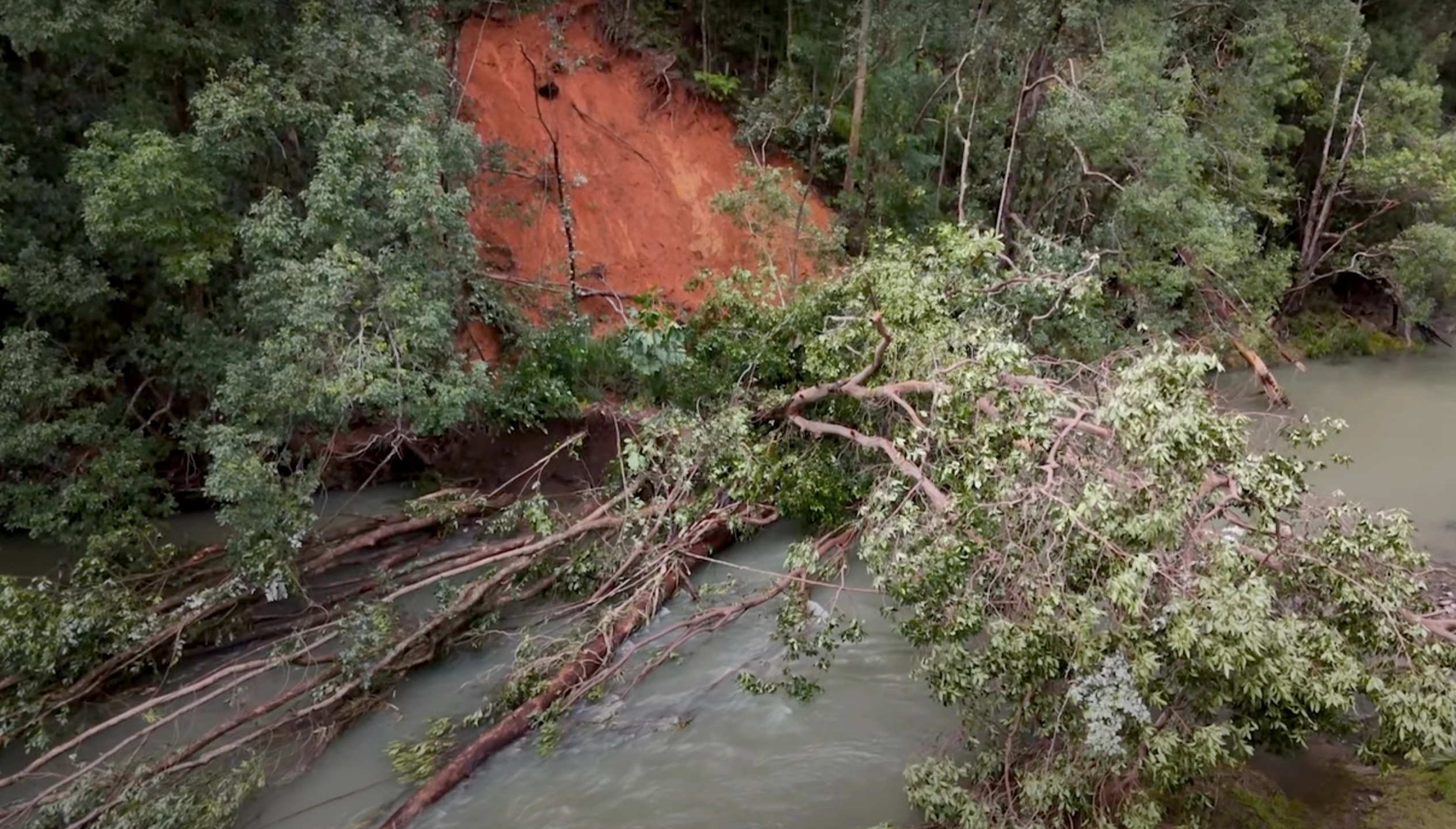 Rainforest trees downed after mass chemical posioning.jpg