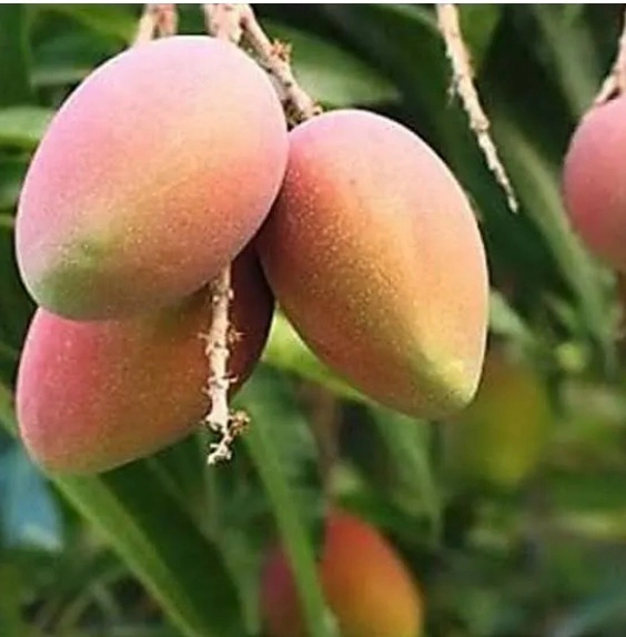 mango.jpg