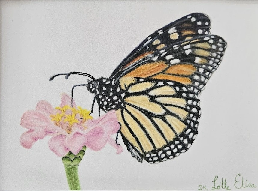 butterfly .jpg