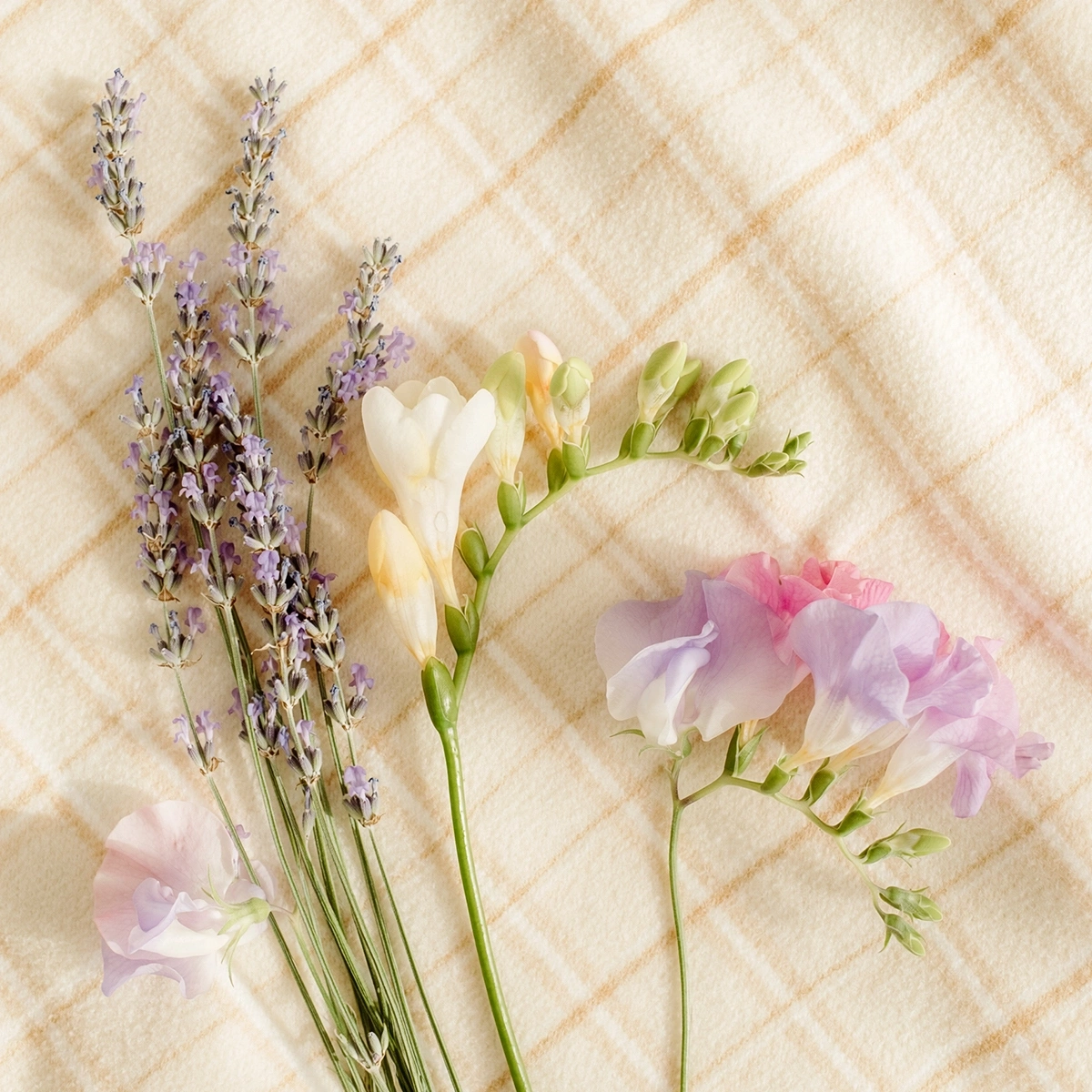 1200x1200SCENTScentNotesJammyTimeRA20266a8a2ecd6200401a9cac1fc10e1d4d66_highres.webp
