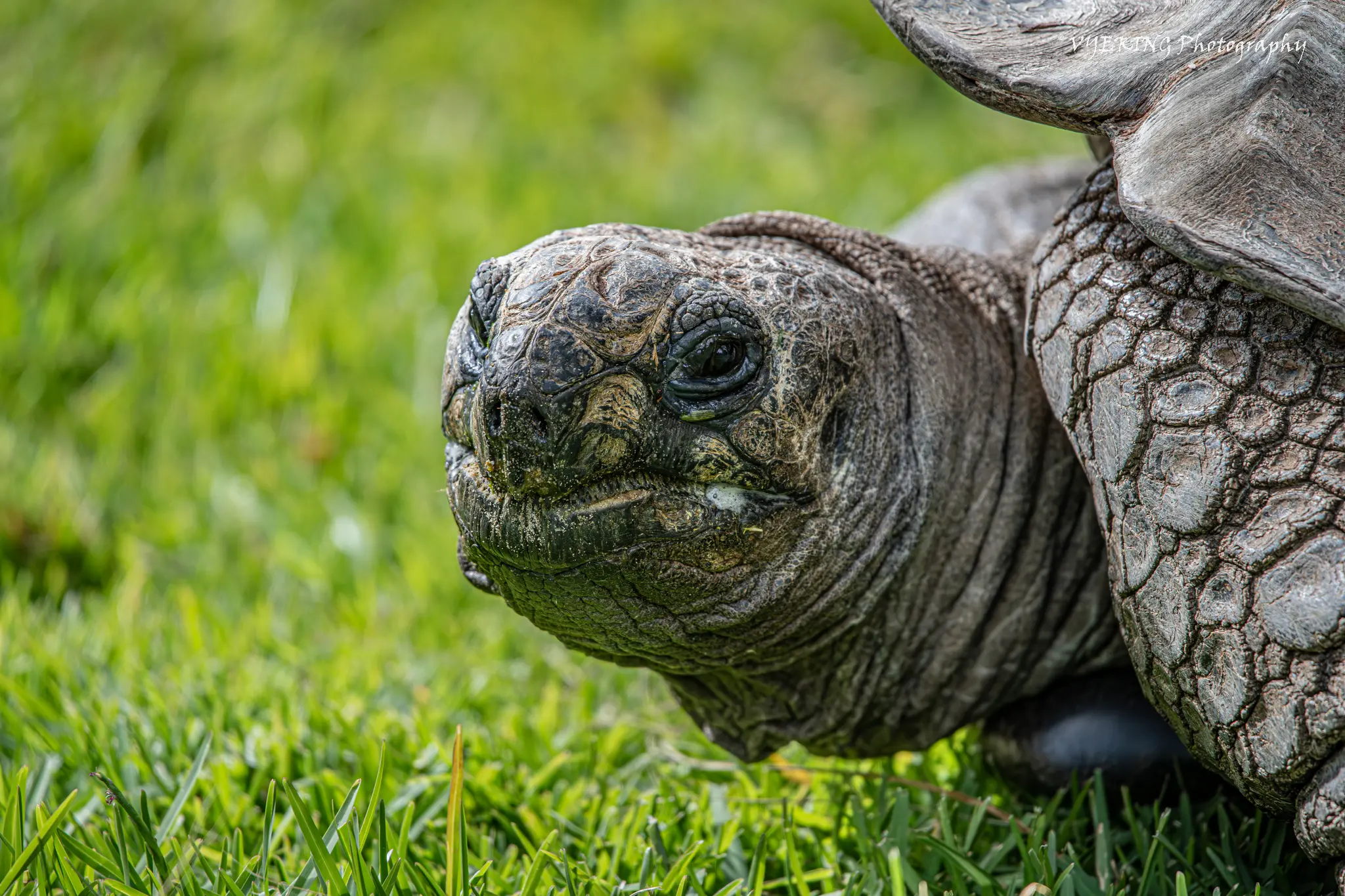turtlesmall1.jpg