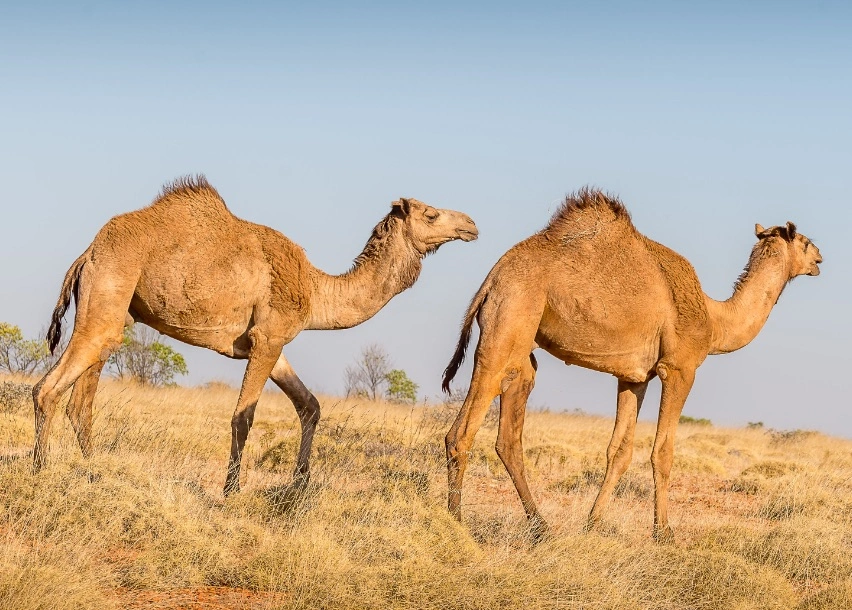 Feral Wild Camels.jpg