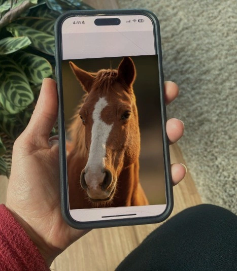 horse on phone - horse image from pieter-van-noorden-cjSUZMA2iW8-unsplash-1.jpg