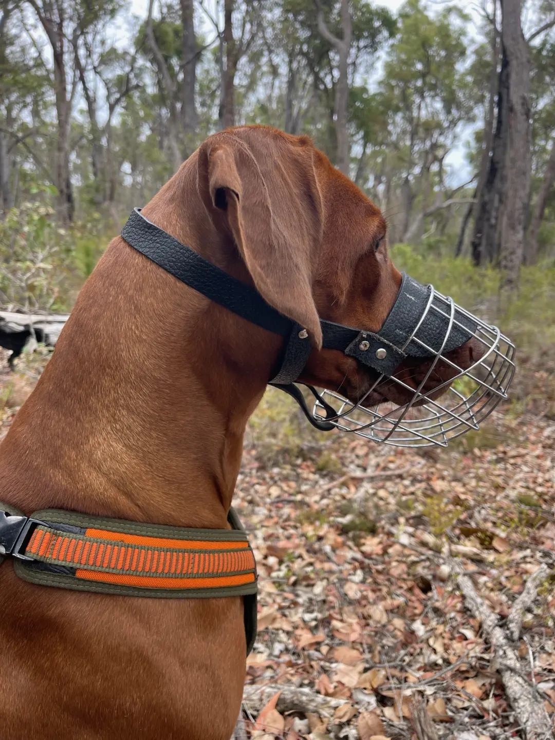 Zingeli 1080 Muzzle.jpg