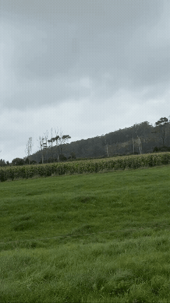 Adobe Express - C6288AF0-880C-4C62-8095-1F96915988A3.gif