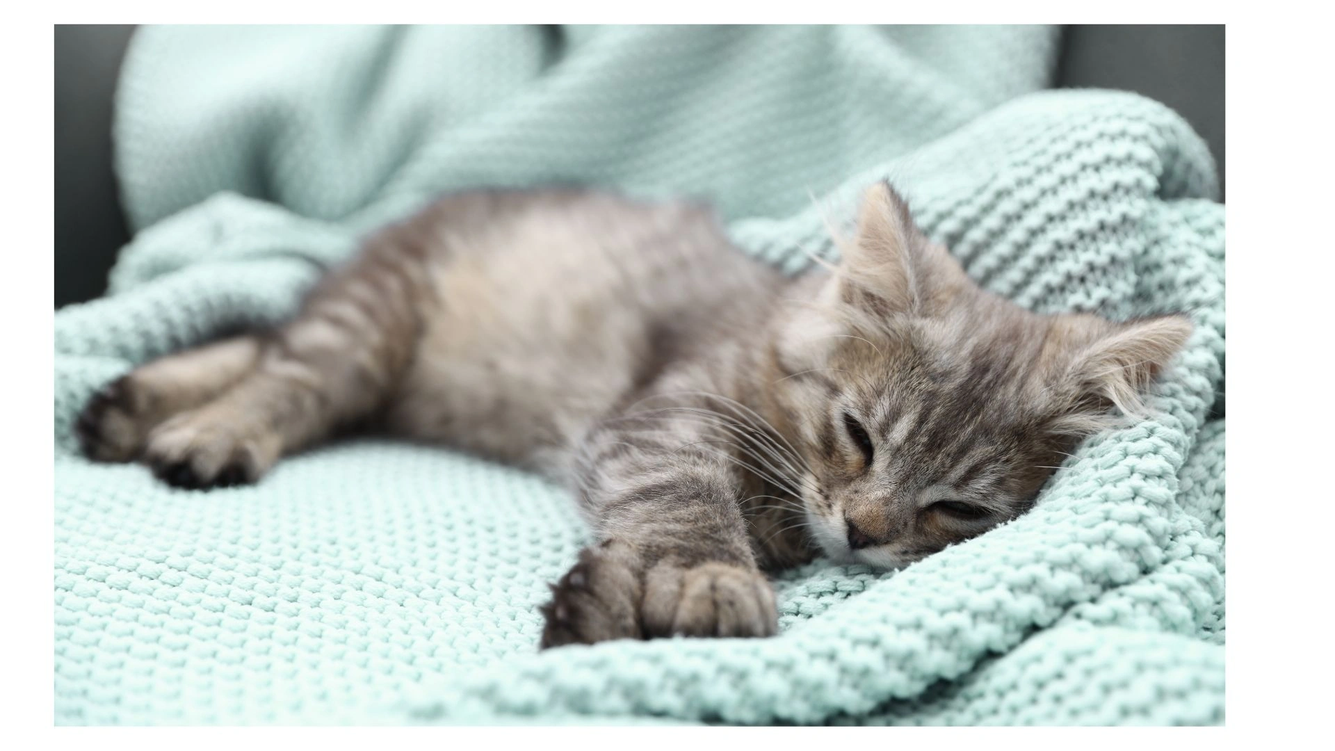 kitty Cat.jpg