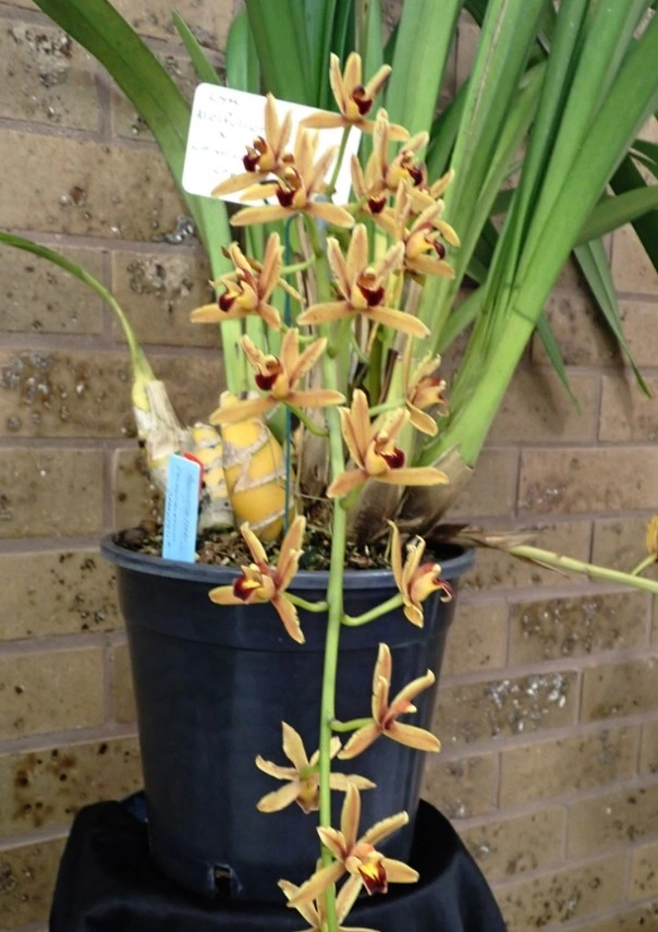 Cym. aliofolium x caniculatum 'Sparkle'.jpg