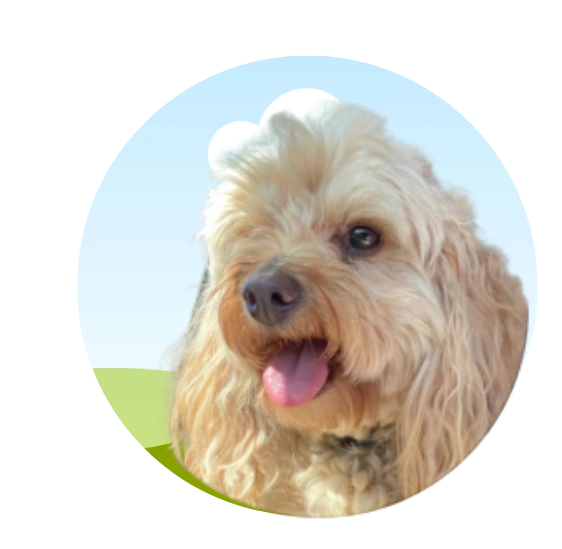 Dog Pet Shop Instagram Post.png
