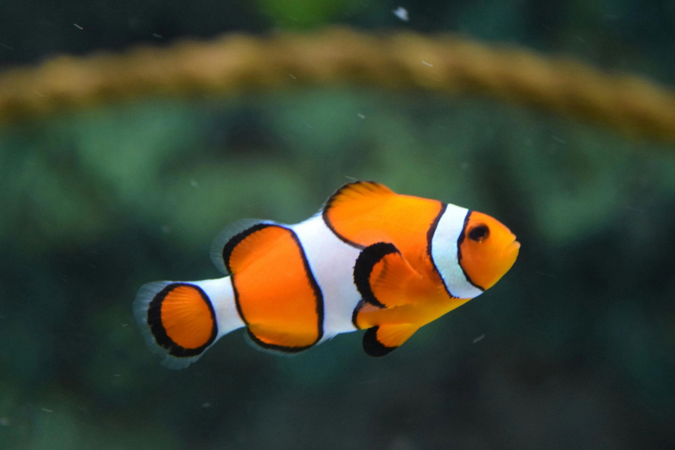 blazenek-scaled.jpg