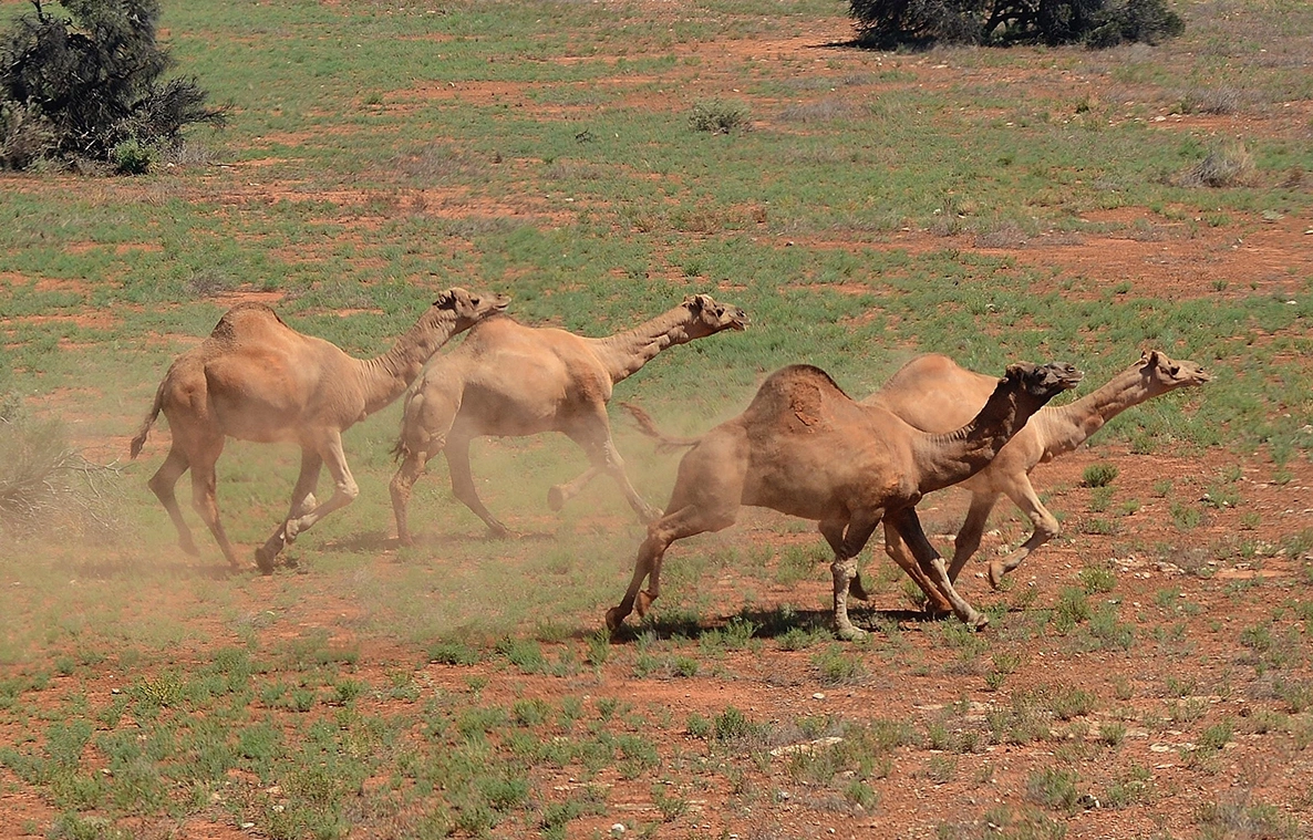 Paul-Gregory-Camels-WEB.jpg