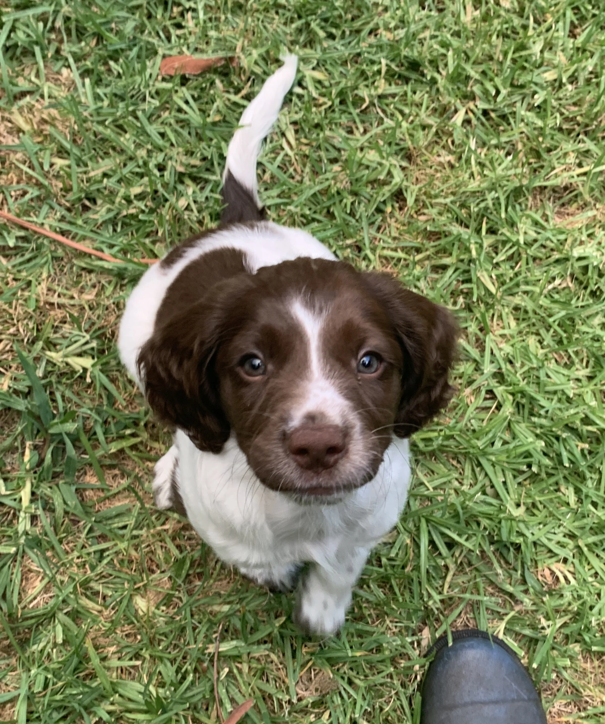 frankie puppy.jpg