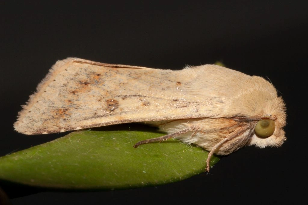 Native-budworm-moth-lateral-Andrew-Weeks-Cesar-Australia-1024x683.jpg
