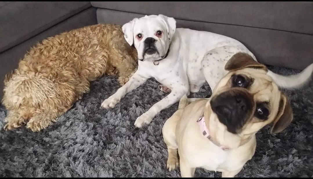 3 dogs.jpg