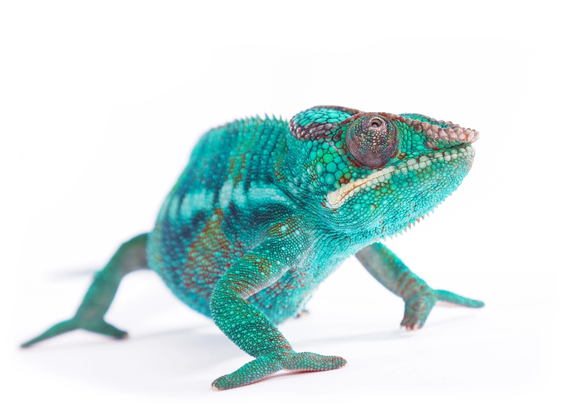 chameleon for web copy.jpg