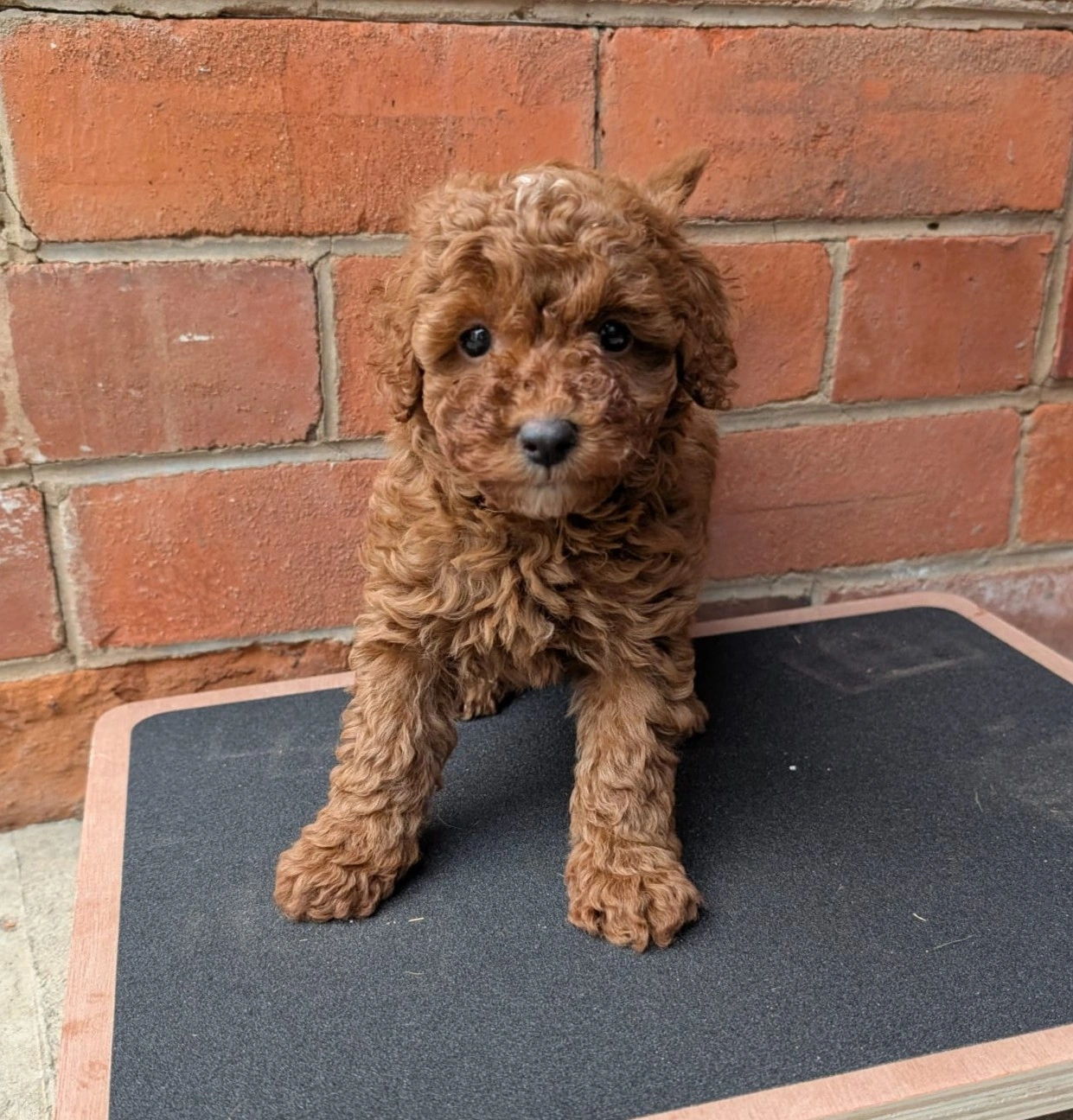 6 weeks 2026-04-01 - 2 - Cropped.jpeg