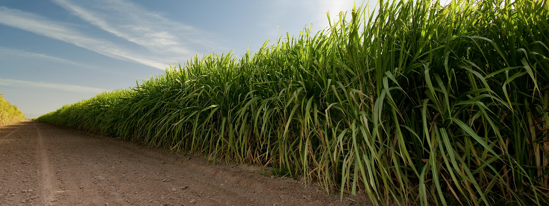 Sugar_C_backgr.png