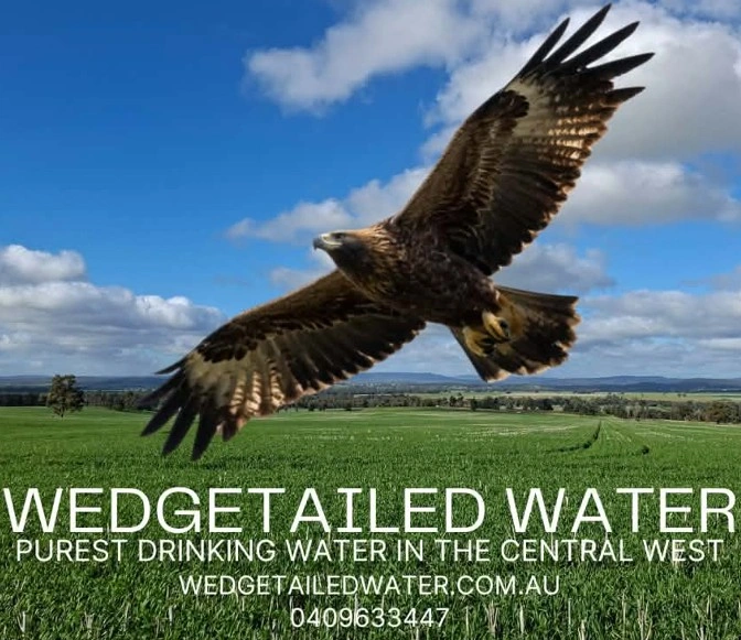 wedgetailed water .jpg
