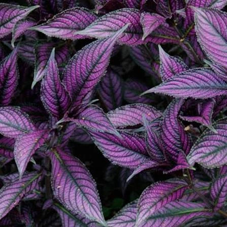 Strobilanthes 1.jpg