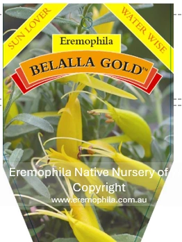 E glabra - Belalla Gold.png