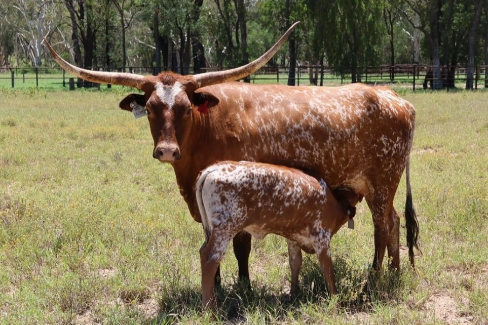 D 7 SPUR  DREAMZ T38.jpg