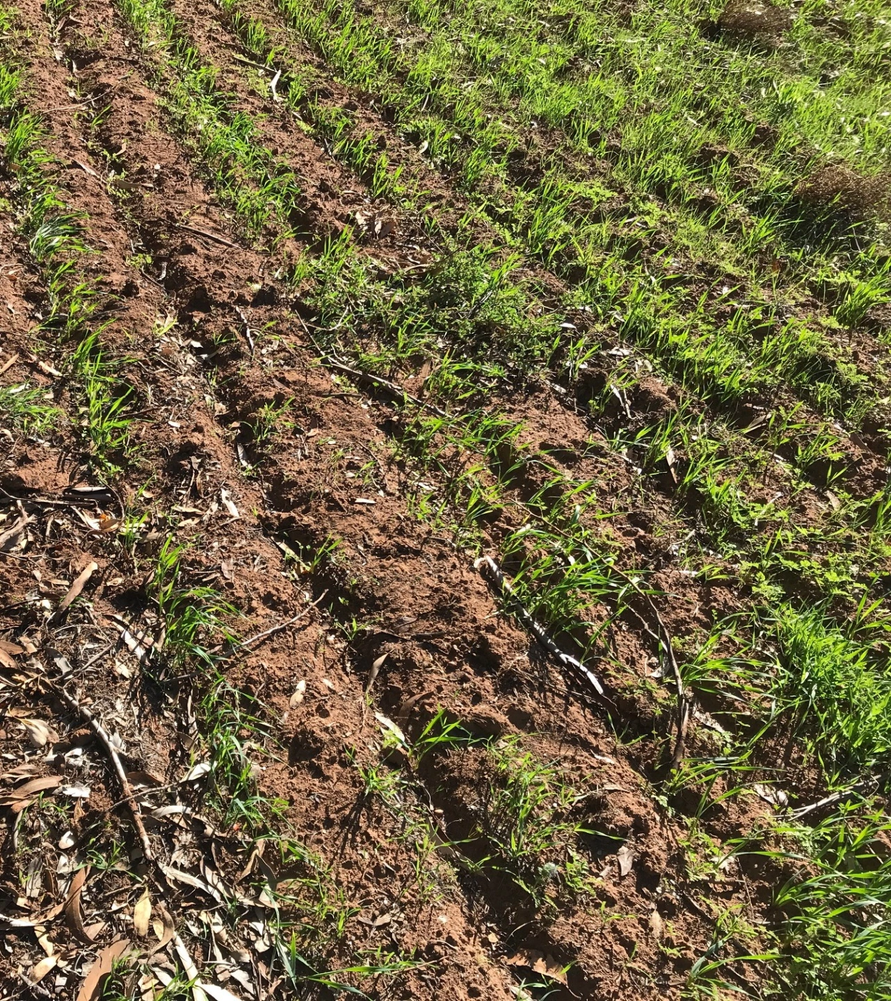 Wheat 2025 Day 30.JPG