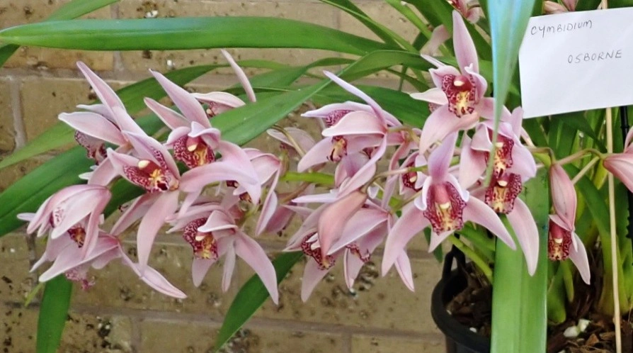 Cymbidium Osborn.jpg