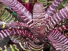 Vriesea 1.jpg