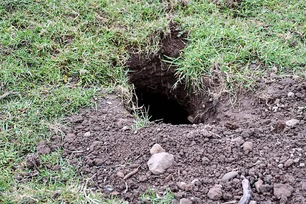 rabbit hole.webp