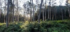 bluegum swamp.jfif