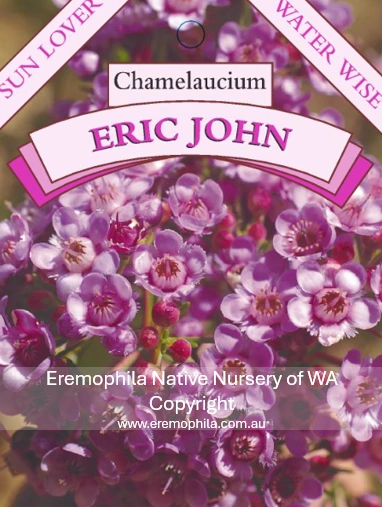 Chamelaucium - Eric John.png