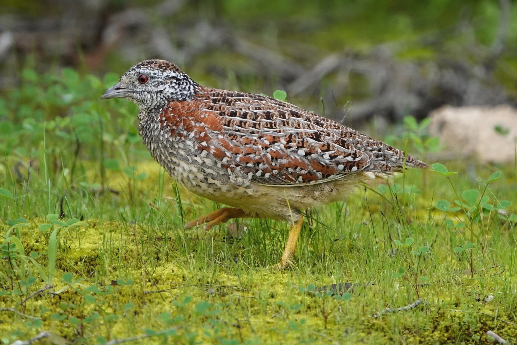 Painted Button-quail.jpg
