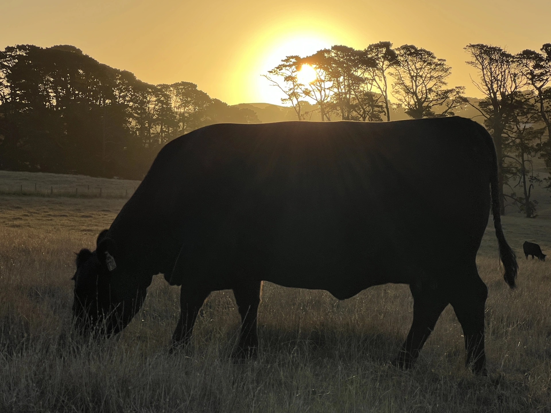 David McAlpine - Sunset Cow.jpg