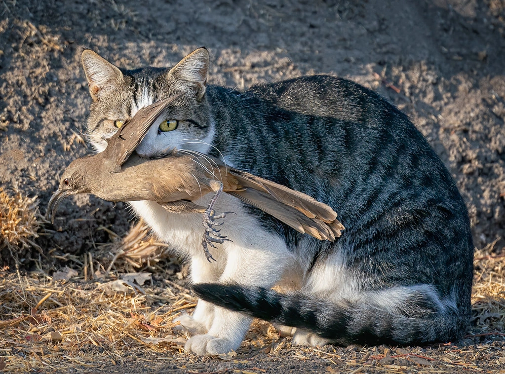 Feral Cat on Honey Eater.jpg