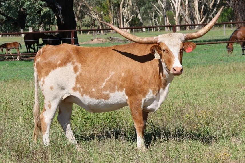 D 7 SPUR  FANCY PANTS T34.jpg