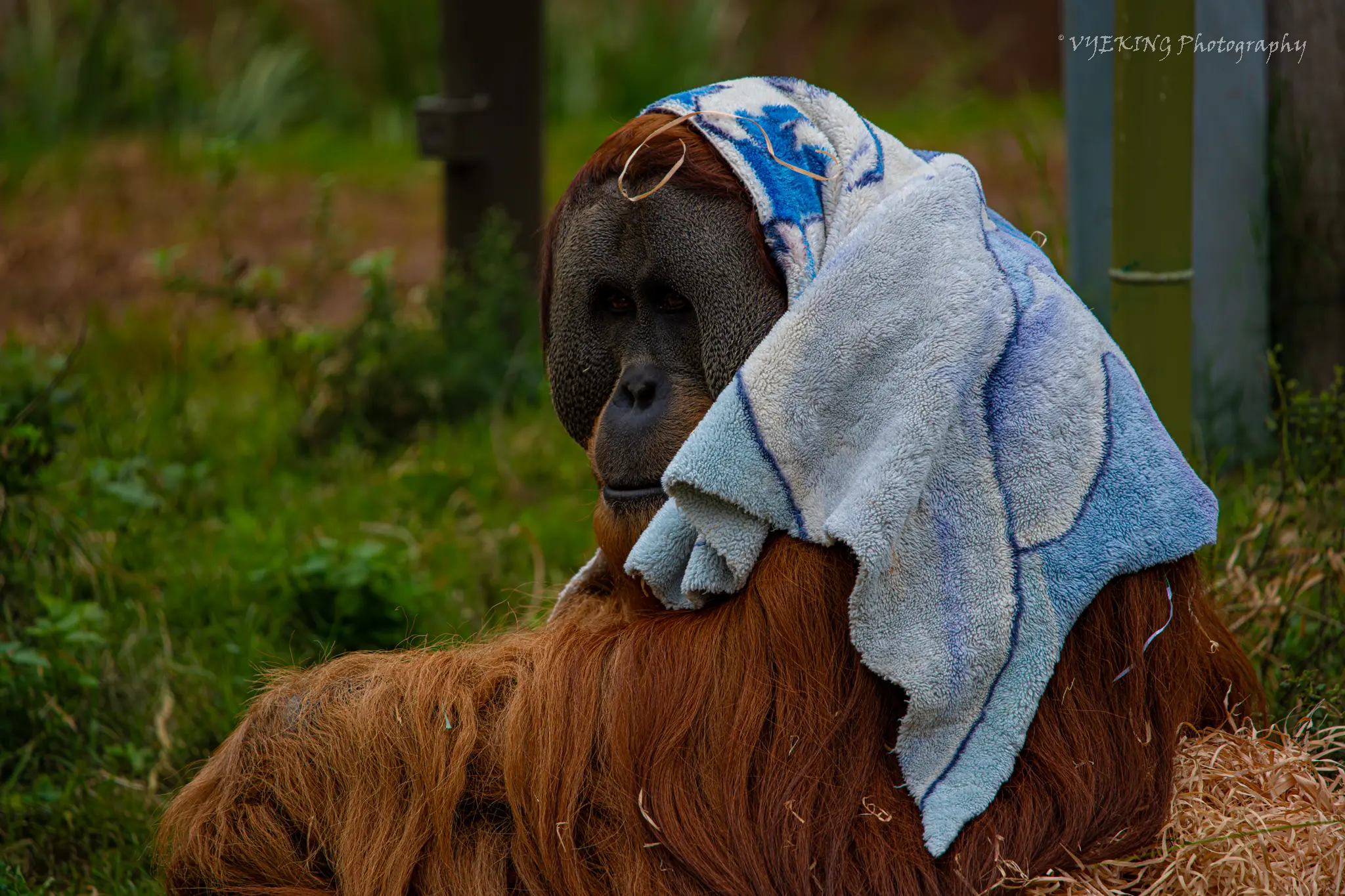 orangutan.jpg