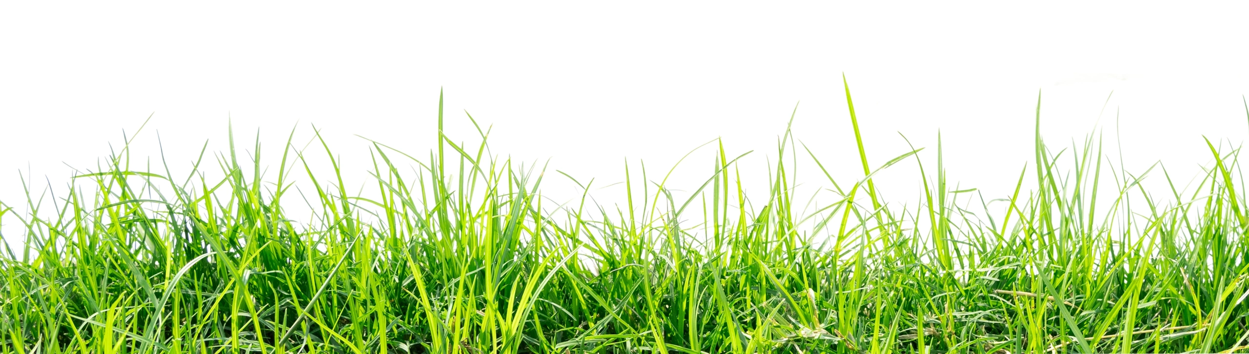 Ready for a Lawn You'll Love?