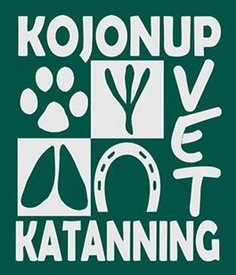 kojkat.jpg